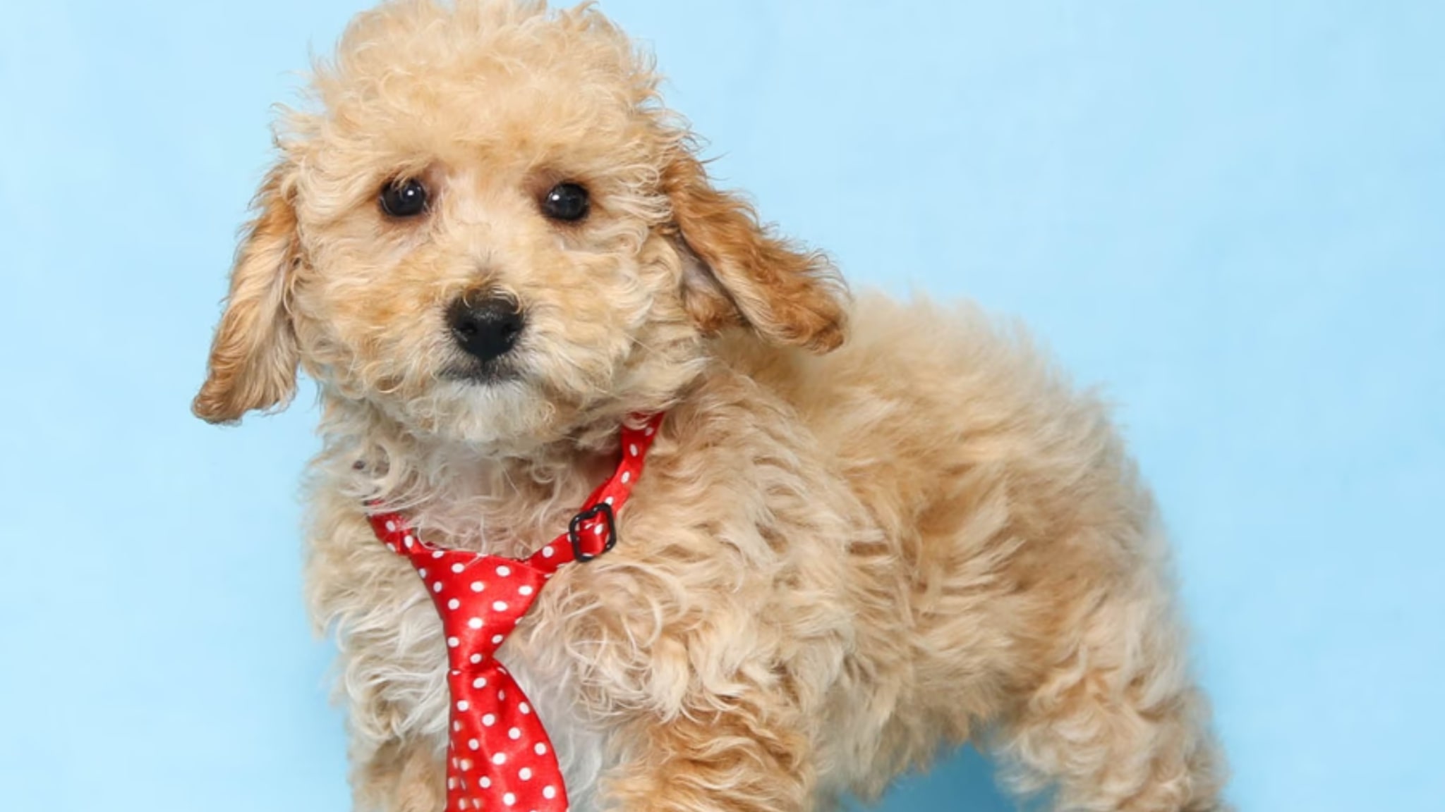 Mini Poodle Puppies For Sale Alt text