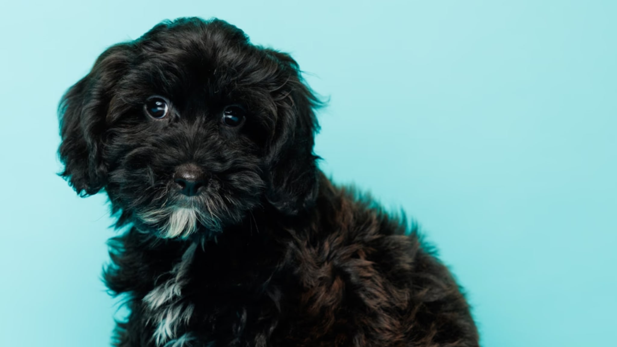 Characteristics and Traits of the Morkie Puppies for Sale Alt text