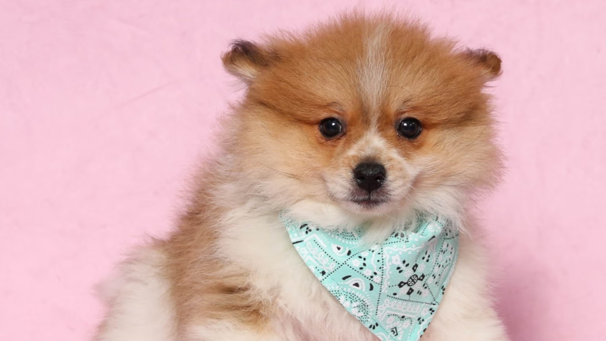 Pomeranian Puppies for Sale Alt text