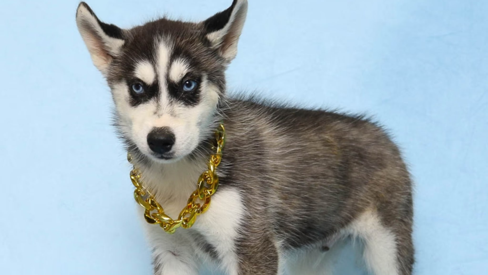 Characteristics and Traits of the Siberian Husky Alt text