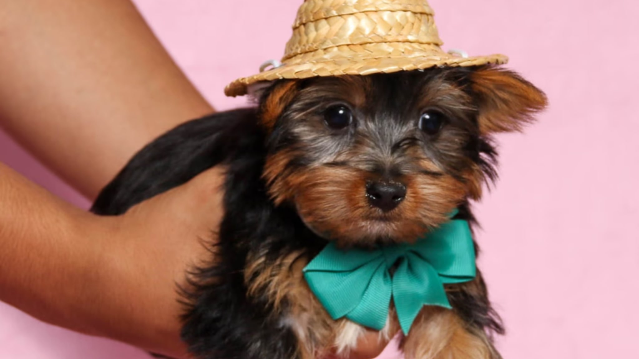 Your Dream Dog Awaits You at Forever Love Puppies Alt text