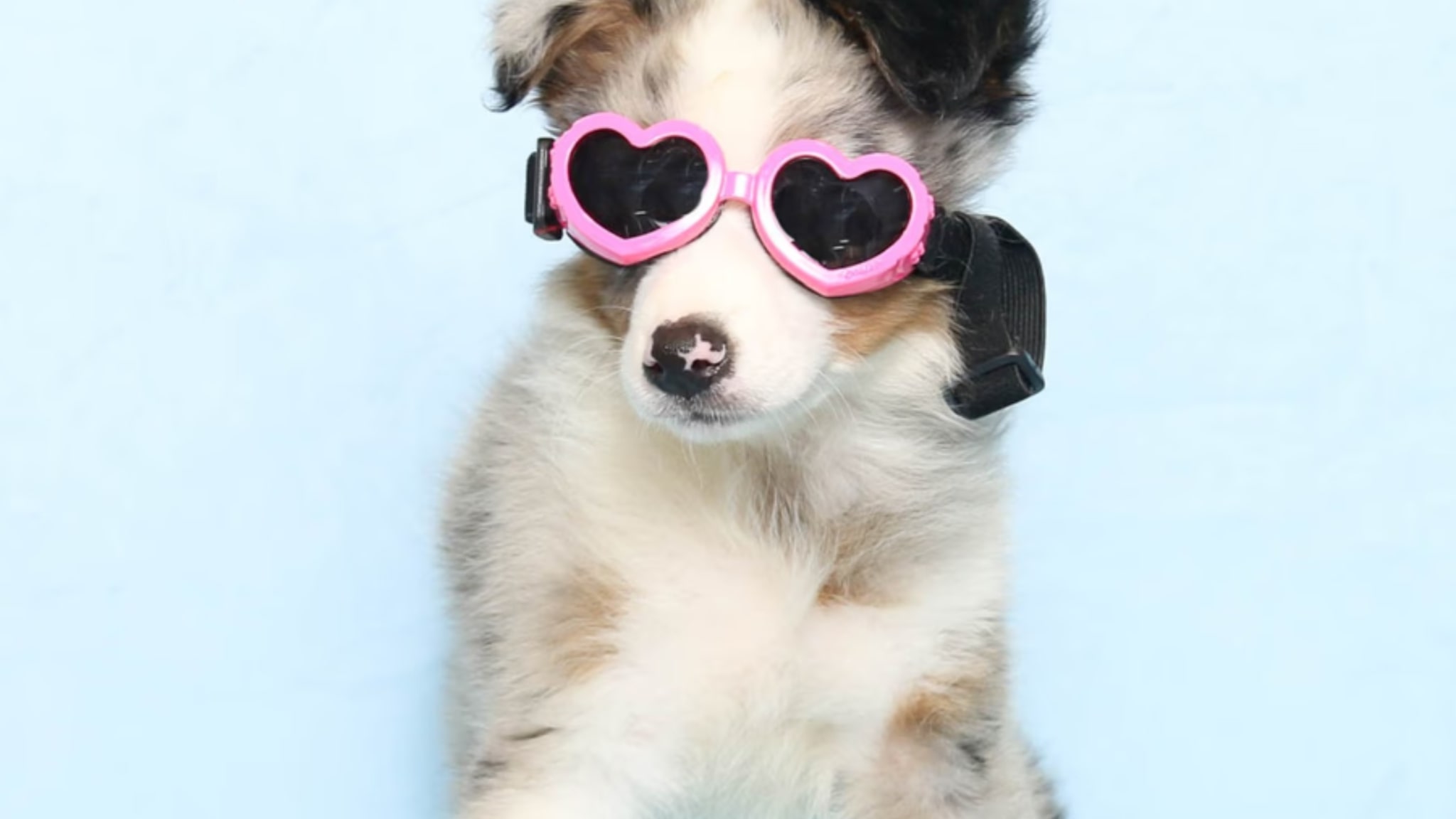 Australian Shepherds are brilliant dogs that offer endless energy, loyalty, and intelligence Alt text