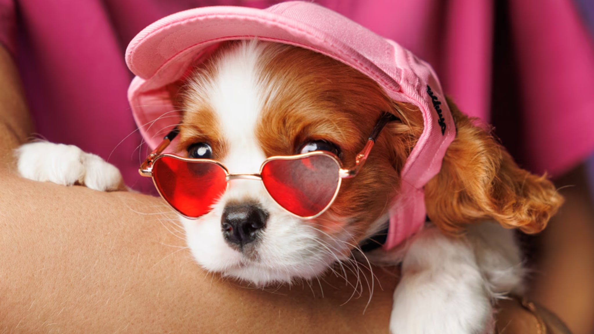 Characteristics and Traits of Cavalier King Charles Spaniel Alt text