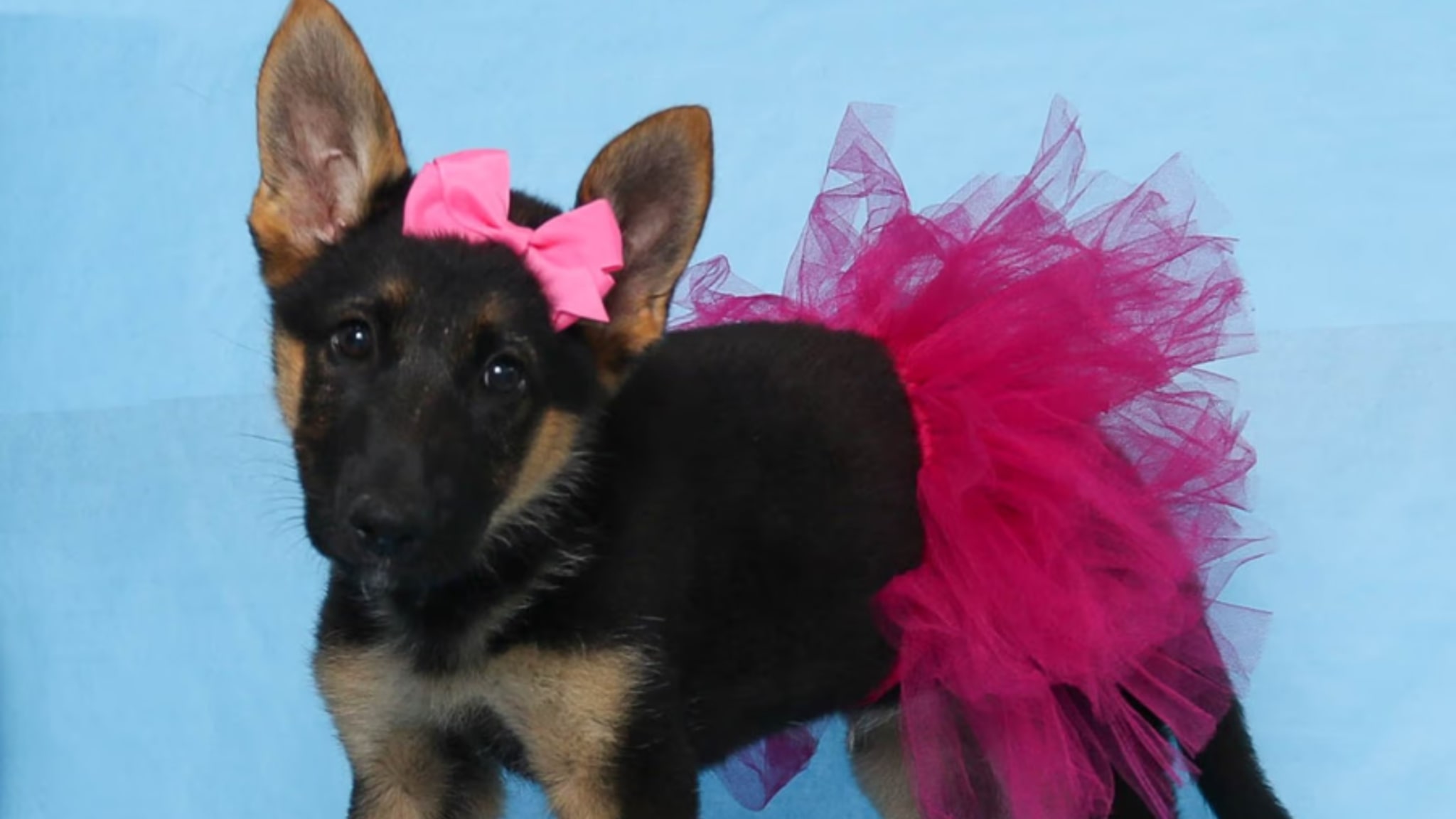 Characteristics and Traits of German Shepherd Alt text