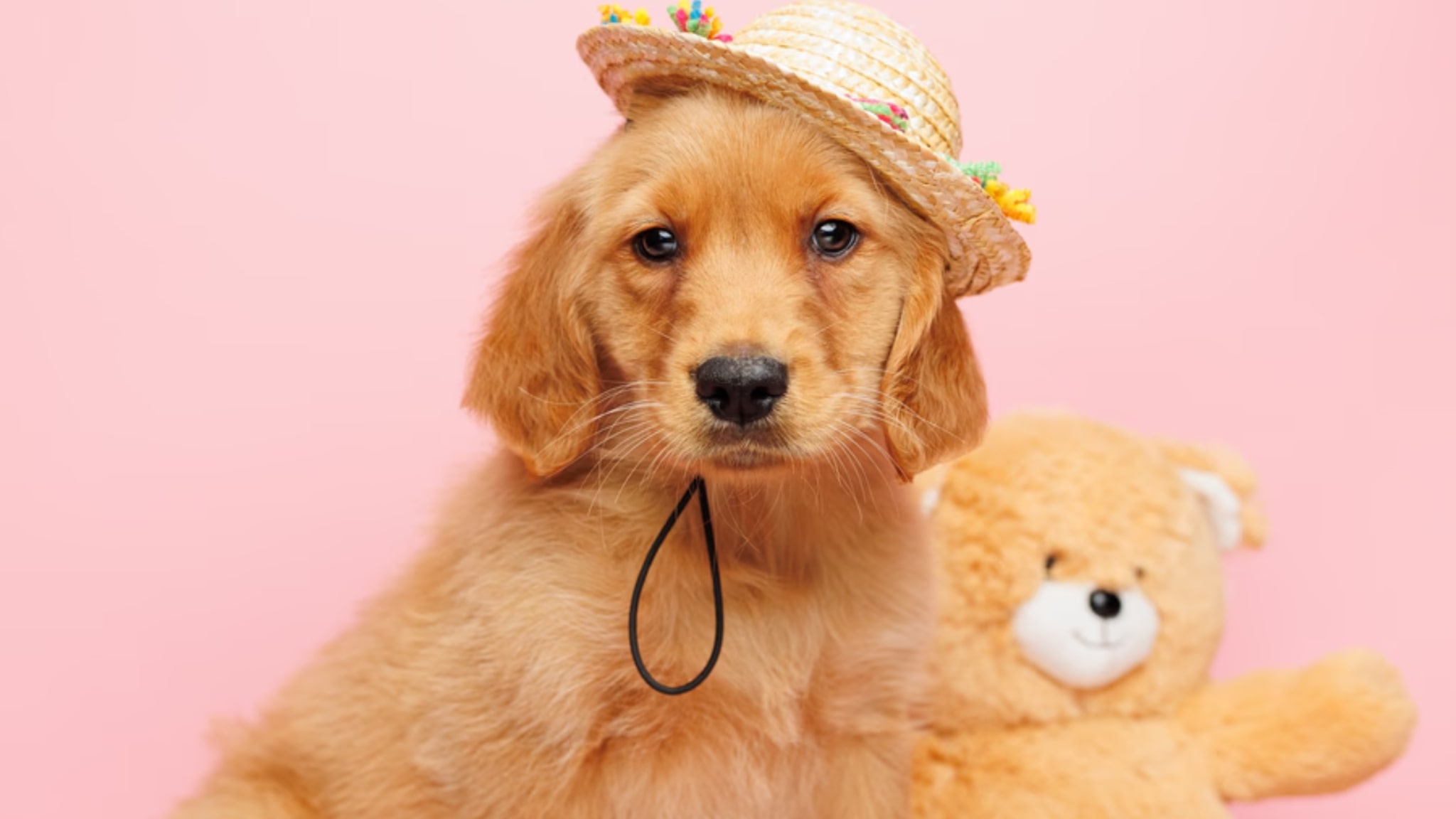 Characteristics and Traits of a Golden Retriever Alt text