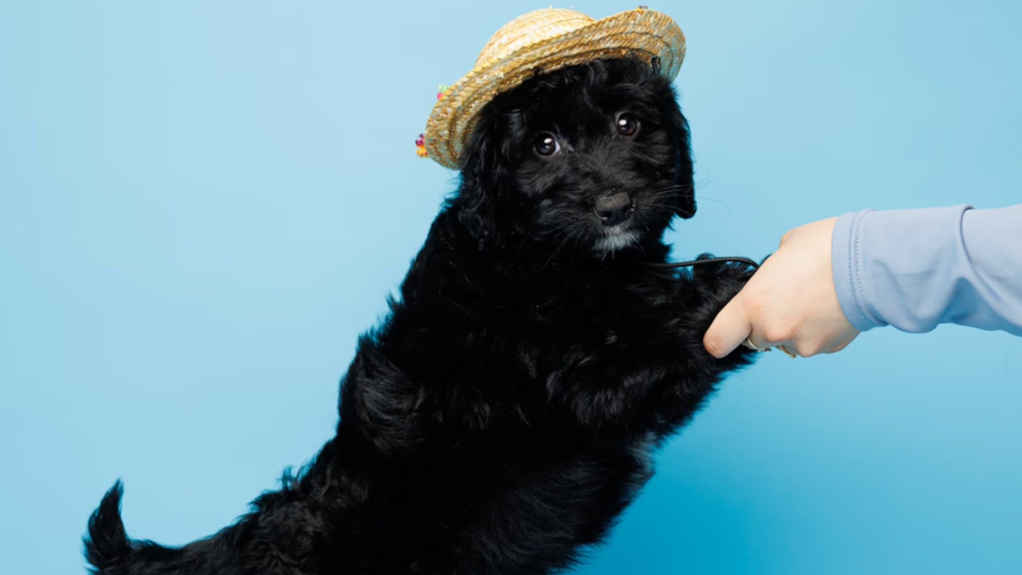 Goldendoodle Puppies For Sale Alt text