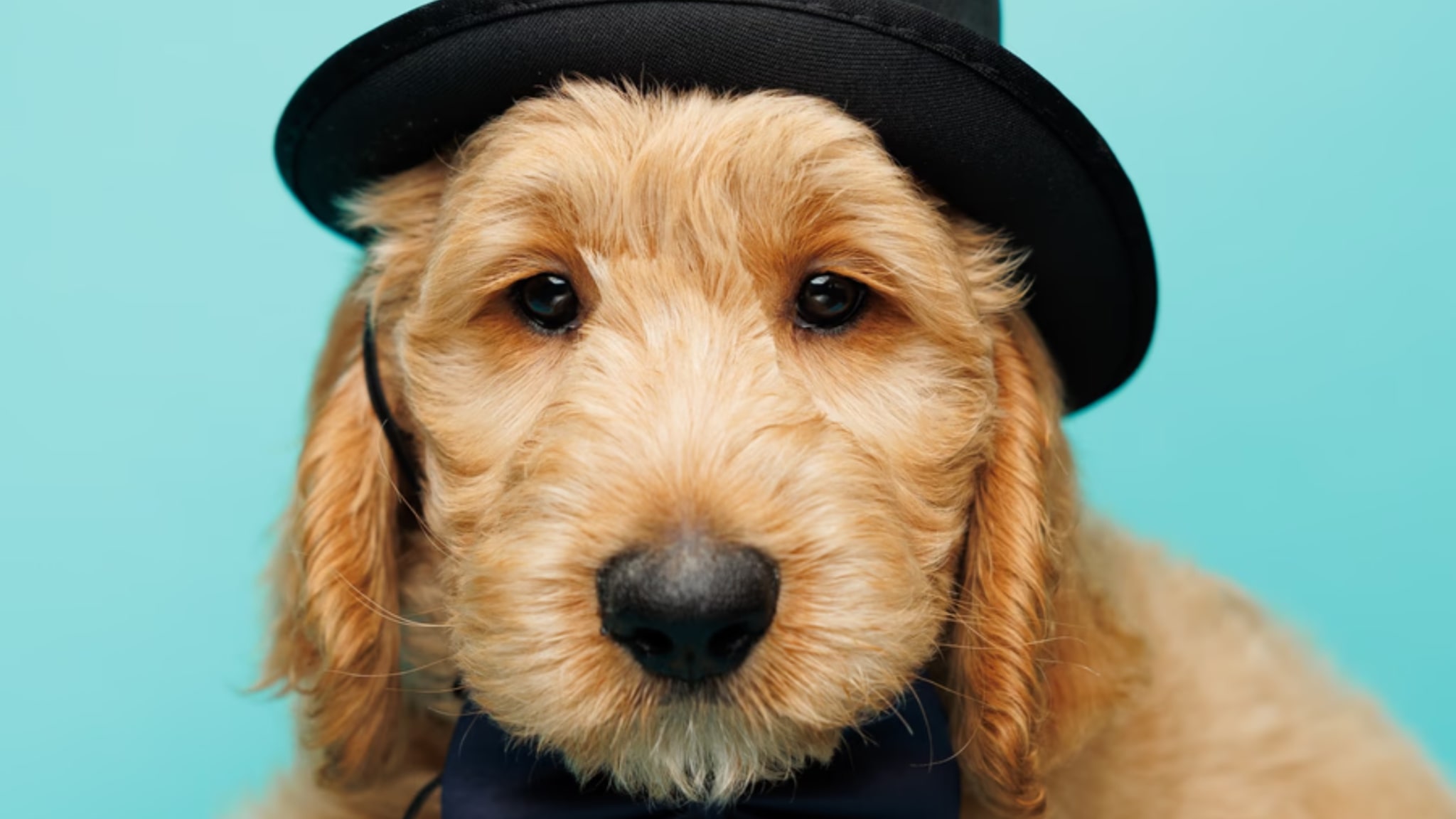 Goldendoodles make wonderful pet dogs Alt text