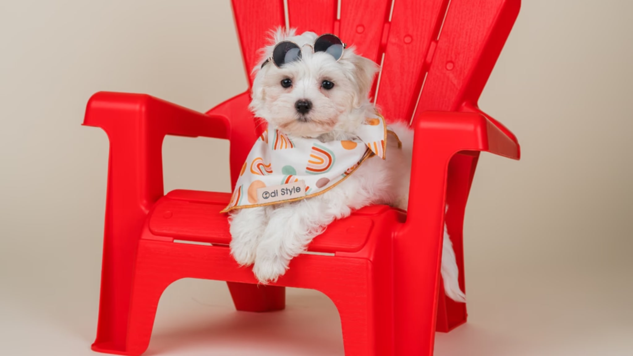 Types of Maltese Puppies for Sale Alt text