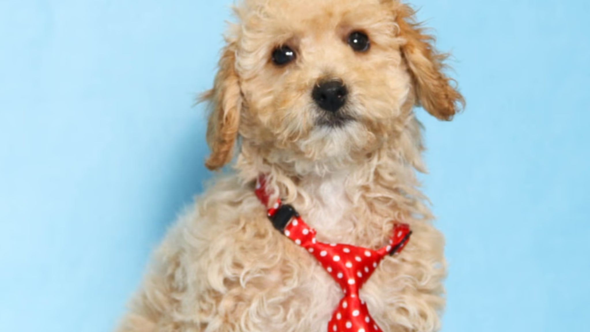 The Cutest Mini Poodle Awaits You! Alt text