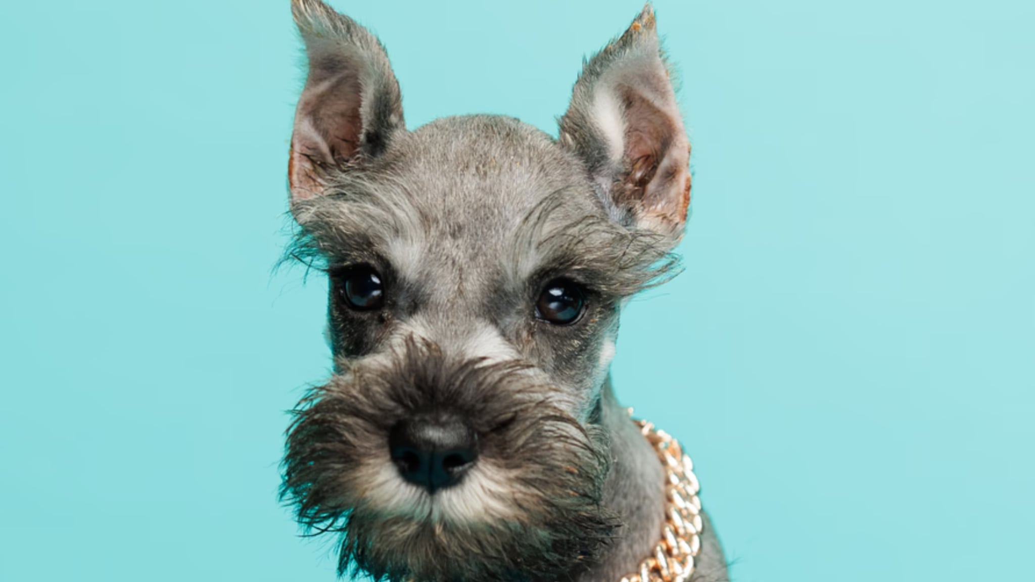 Mini Schnauzer Puppies For Sale Alt text