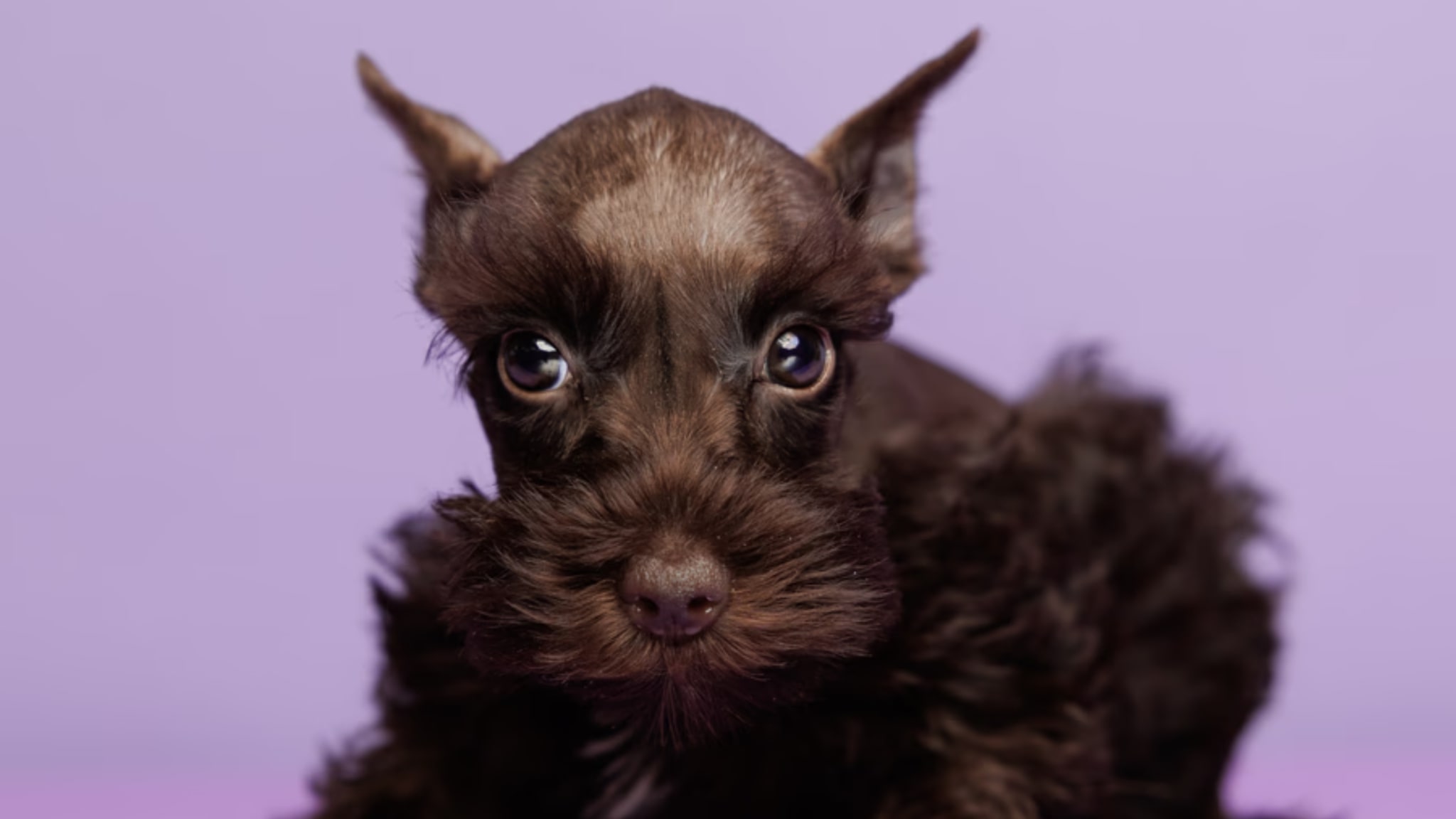 Characteristics and Traits of the Mini Schnauzer Puppies for Sale Alt text