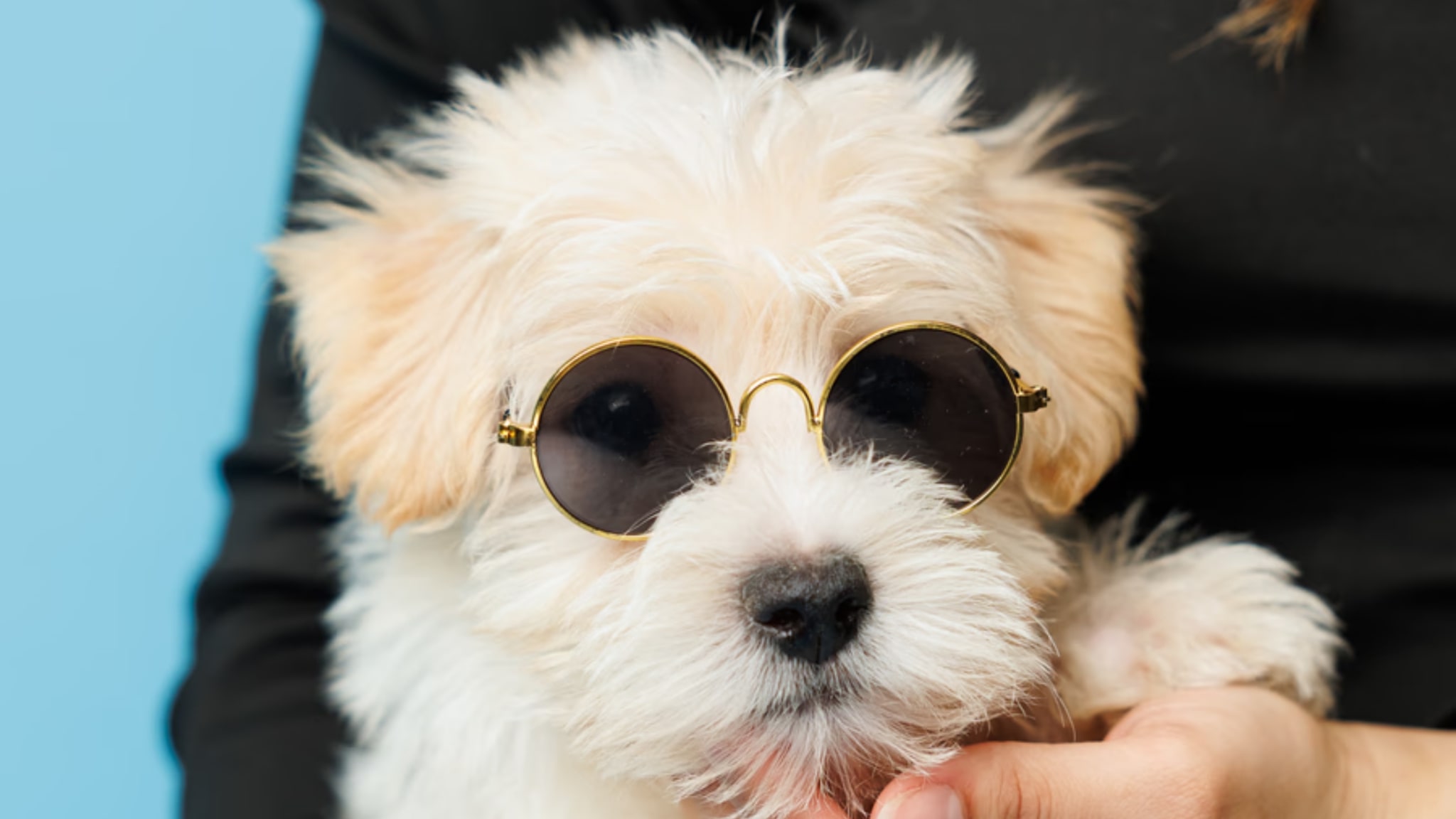 Morkie Puppies For Sale Alt text