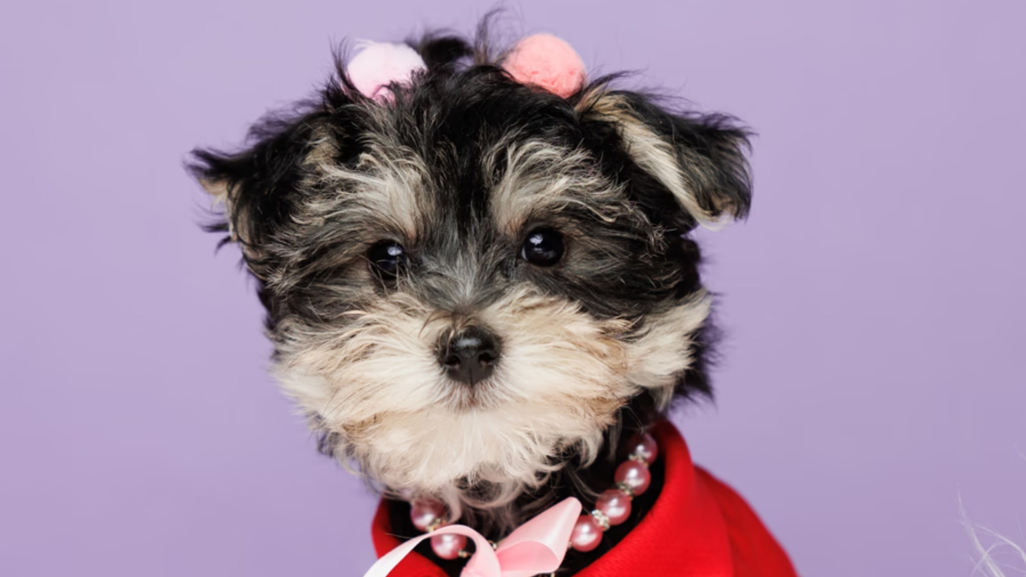 The Cutest Morkie Awaits You! Alt text