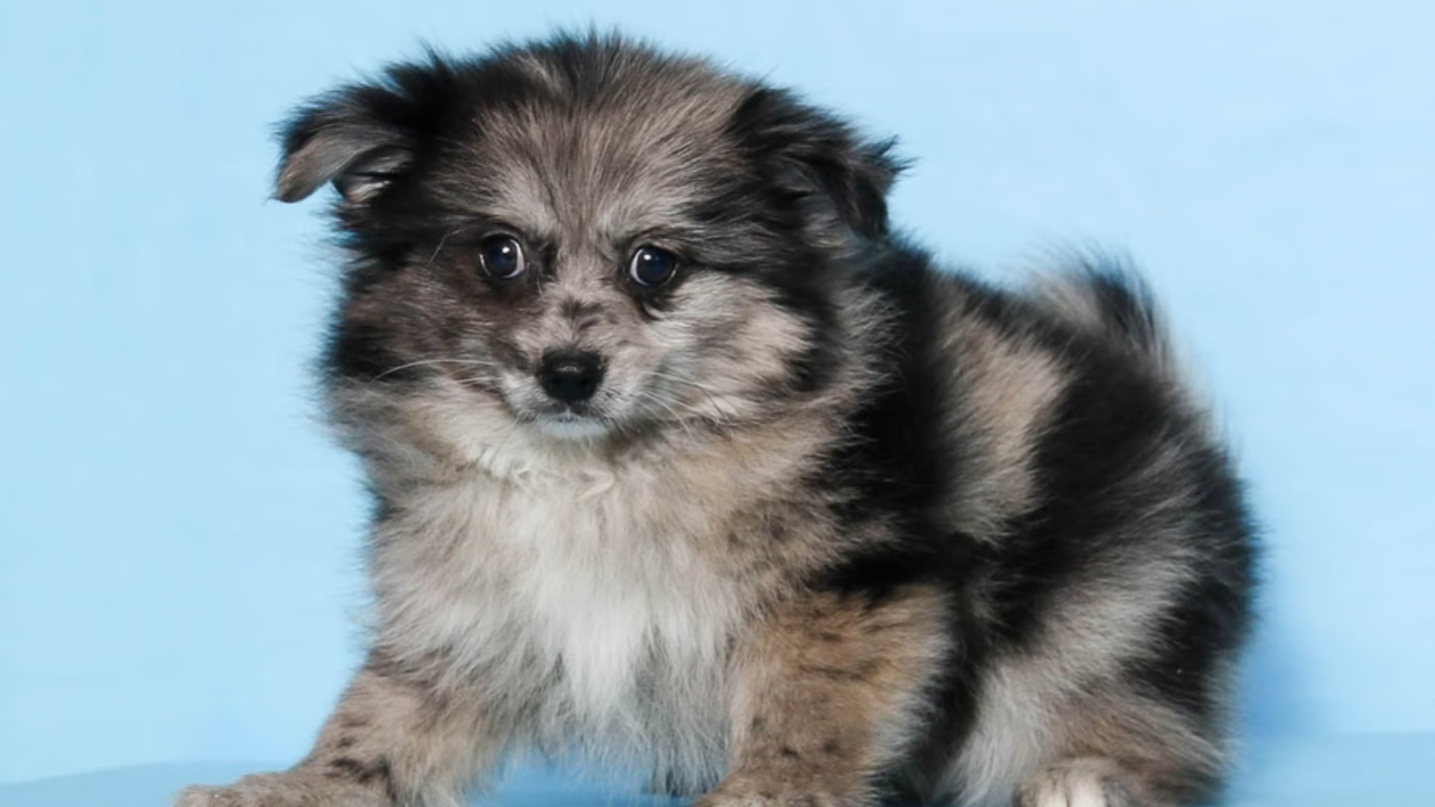 Pomeranian puppies for sale can bring huge joy and companionship to any household. Alt text