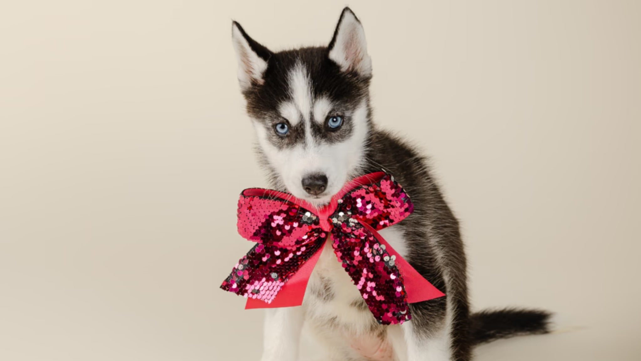 Siberian Husky Puppies For Sale Alt text