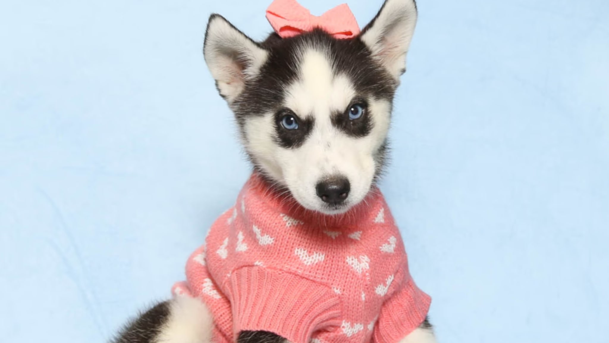 Siberian Huskies are well-known for their captivating appearance Alt text