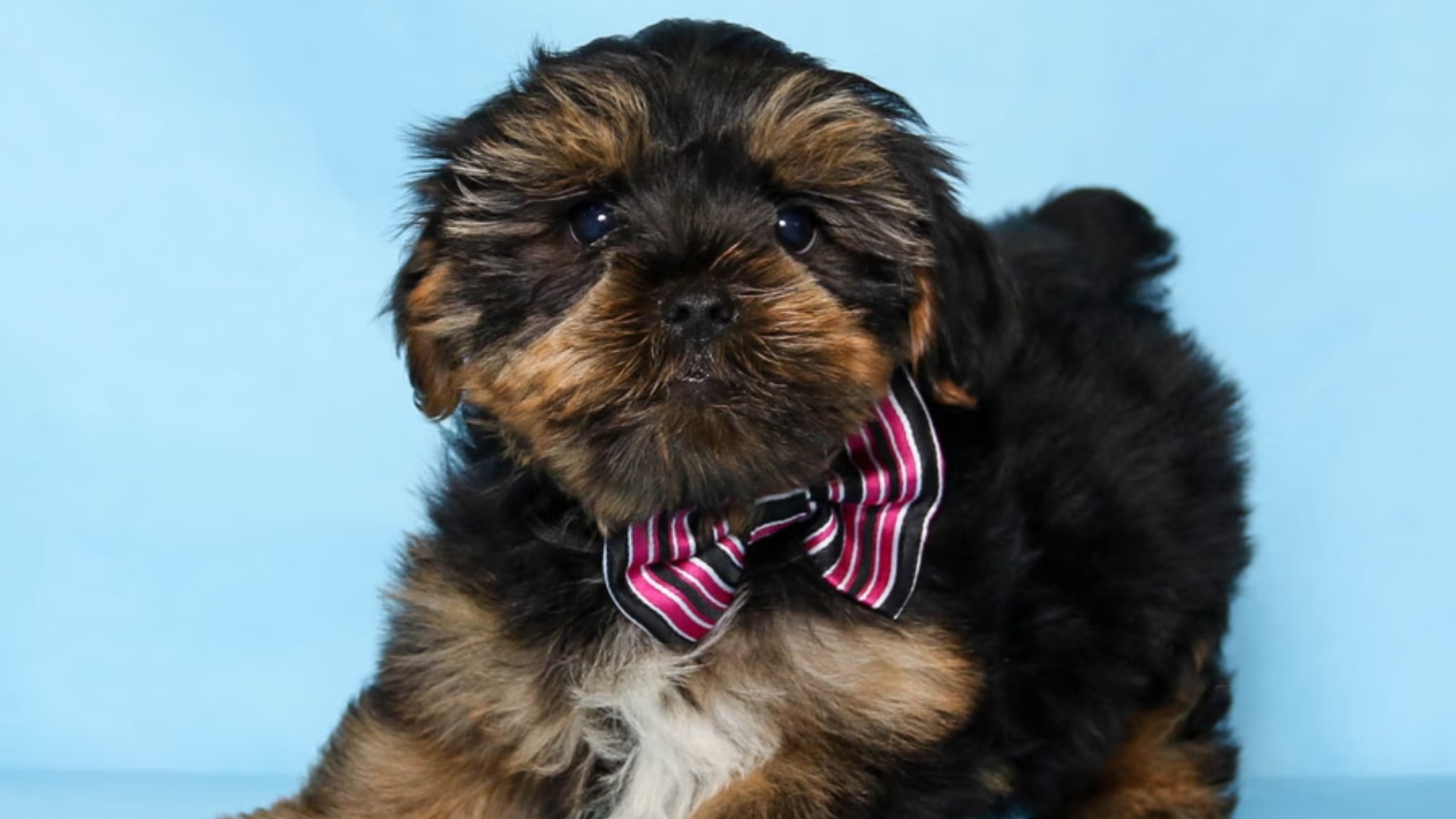 Yorkshire Terrier Puppies For Sale Alt text