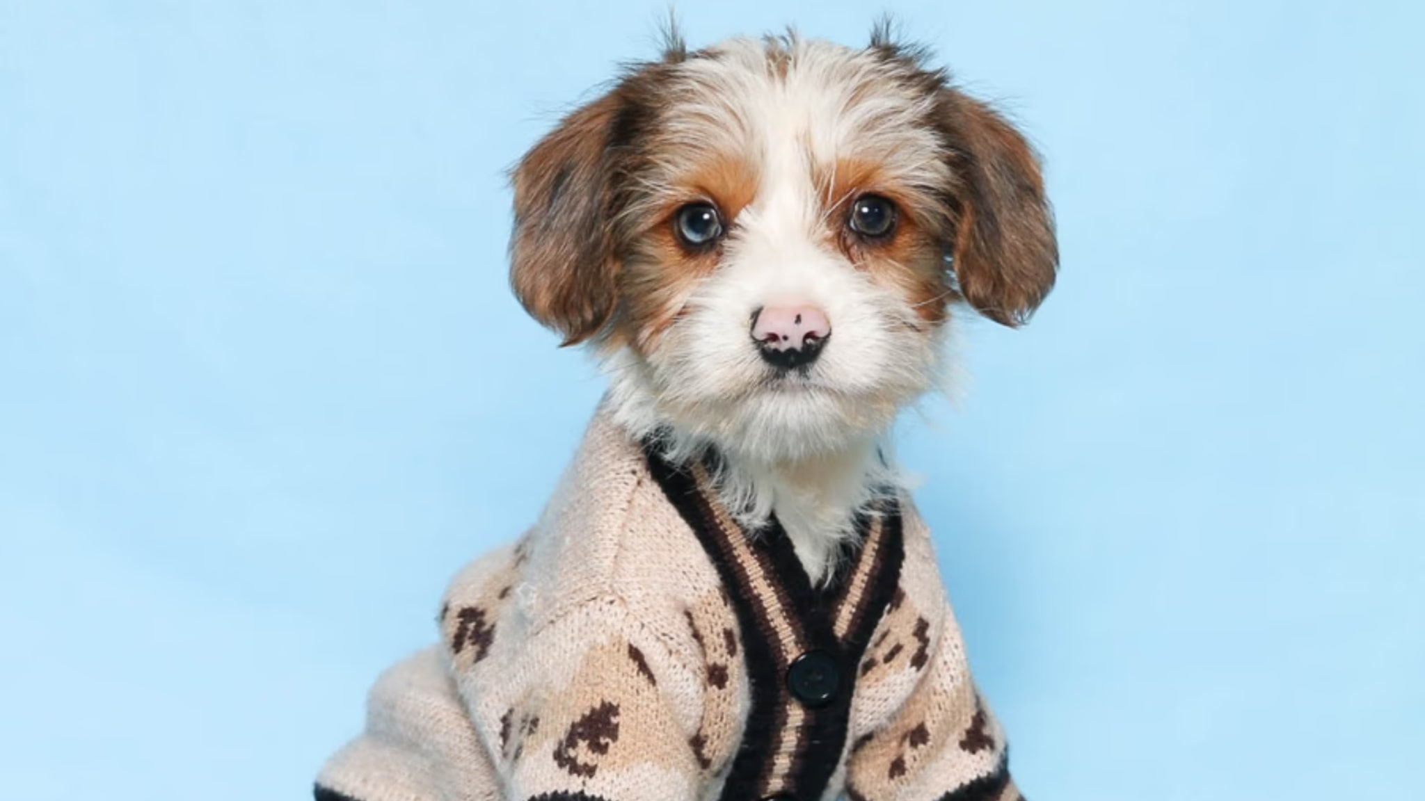 Yorkies can be challenged to housebreak because they can be stubborn Alt text